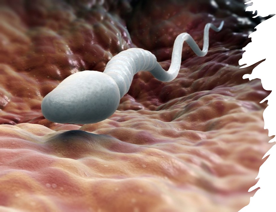 sperm