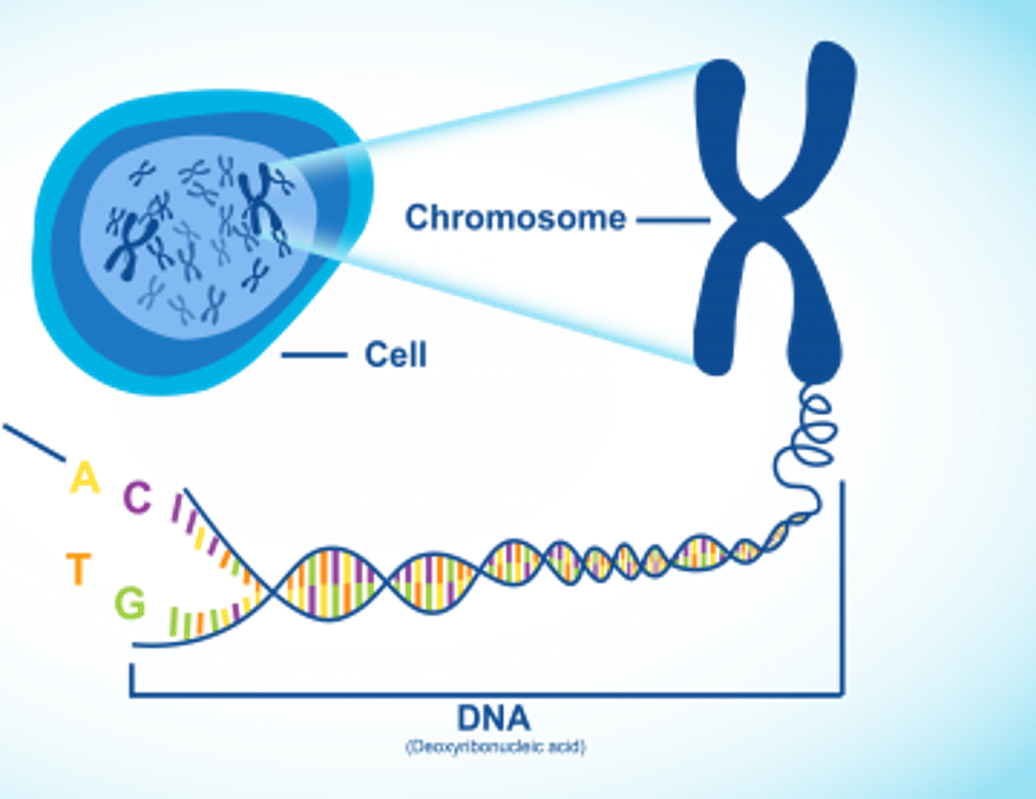 genome