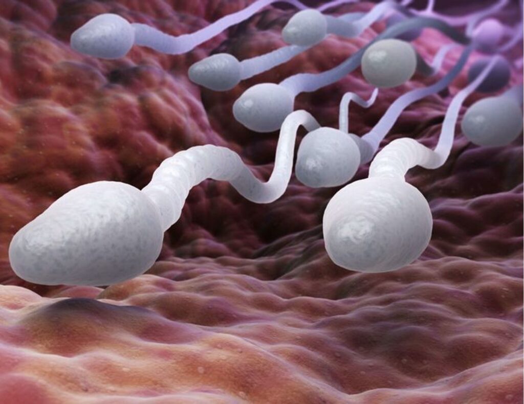 sperm1