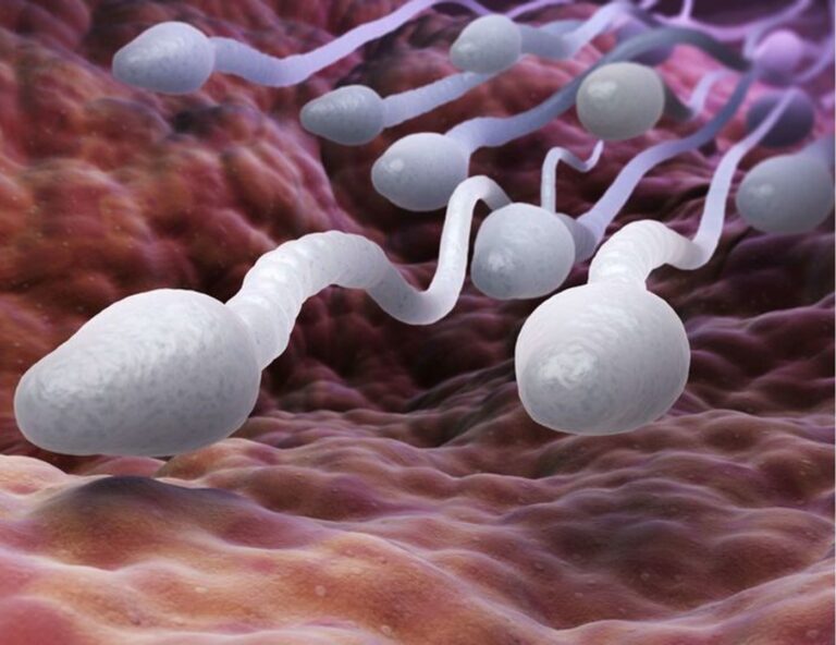 sperm1