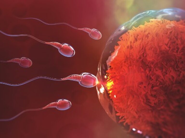 spermovum