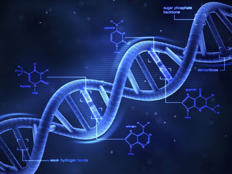 dna