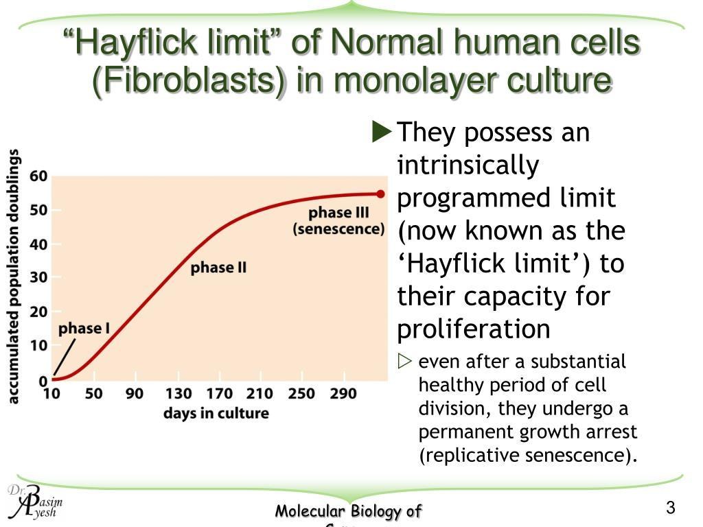 Visual Bab 15: Hayflick Limit — Mengapa Sel Normal Tidak Membahagi Tanpa Had?