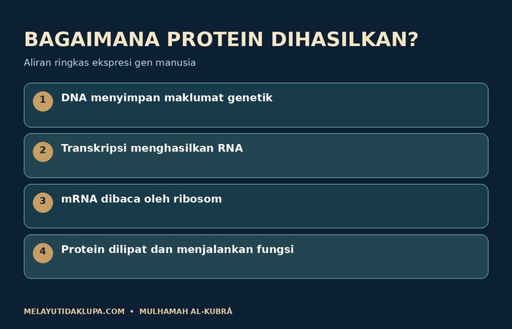 Ringkasan aliran maklumat genetik kepada protein.