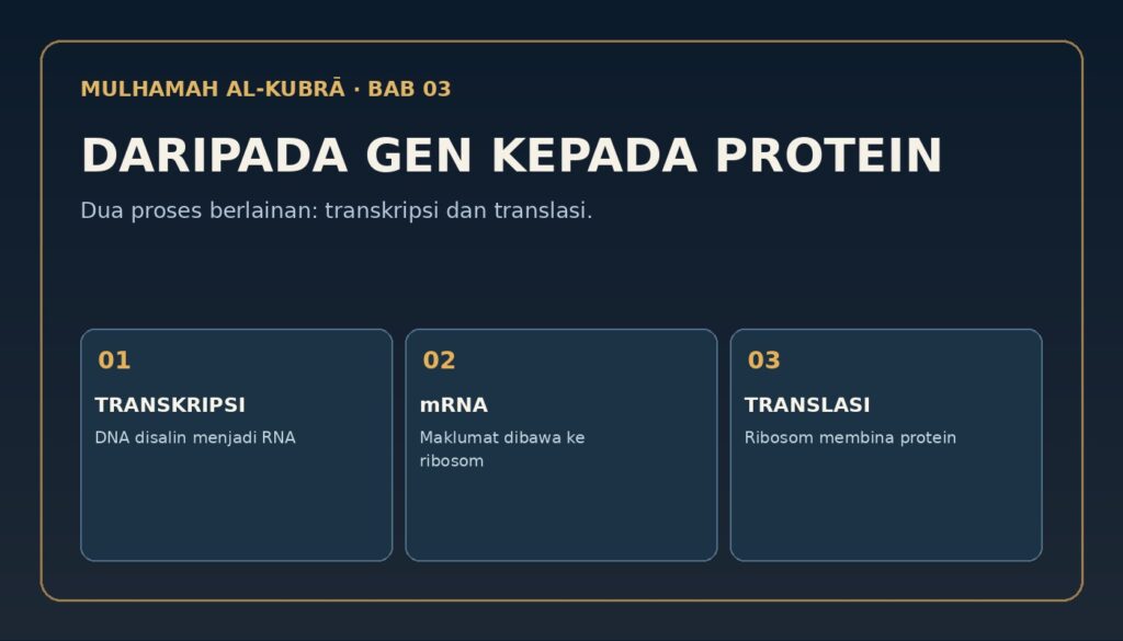 Infografik Bab 3: 2. Daripada DNA kepada RNA dan protein