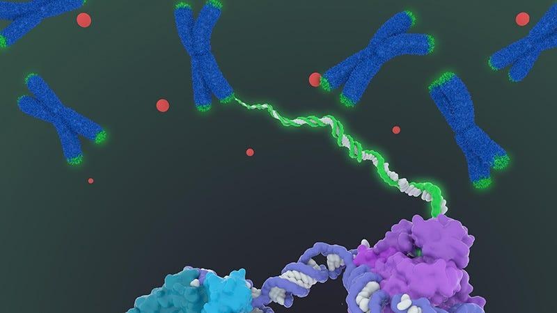 Visual Bab 15: Telomere dan Telomerase — Hubungan dengan Cellular Immortality