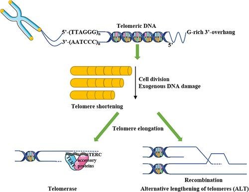 Visual Bab 15: Dua Mekanisme Mengekalkan Telomere — Telomerase dan ALT