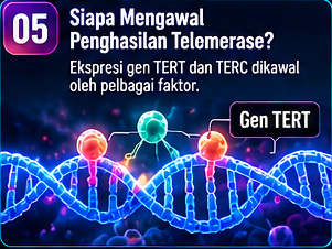Siapa mengawal penghasilan telomerase?
