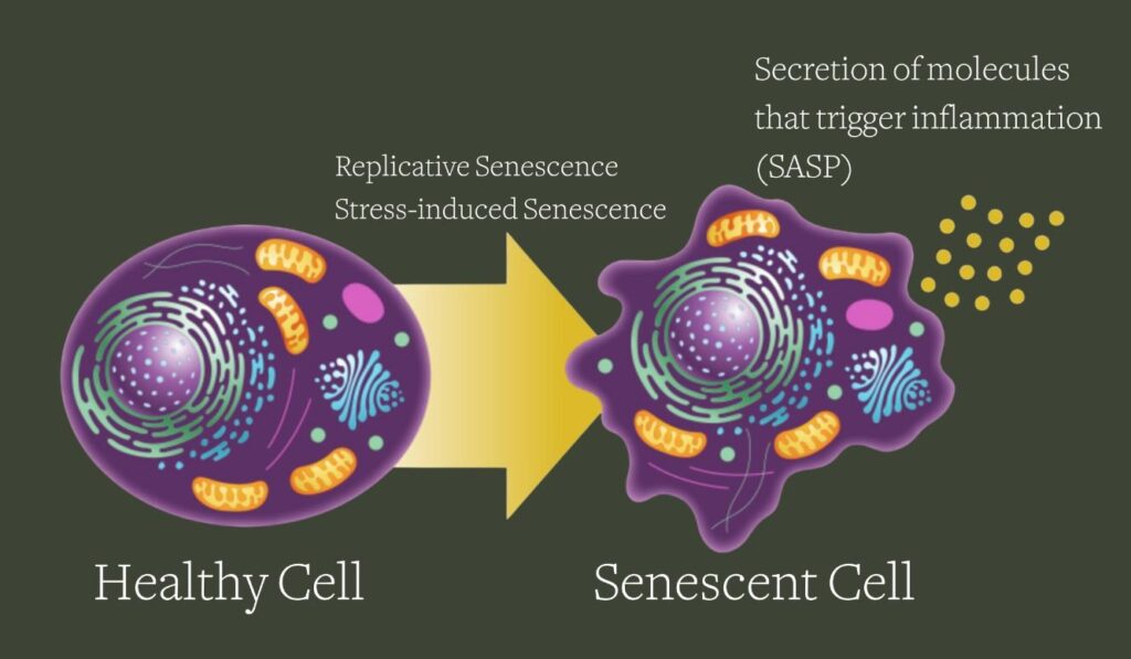Visual Bab 15: Senescence — Penghalang kepada Keabadian Replikasi