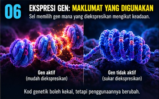 Visual 06: Ekspresi Gen: Maklumat yang Digunakan