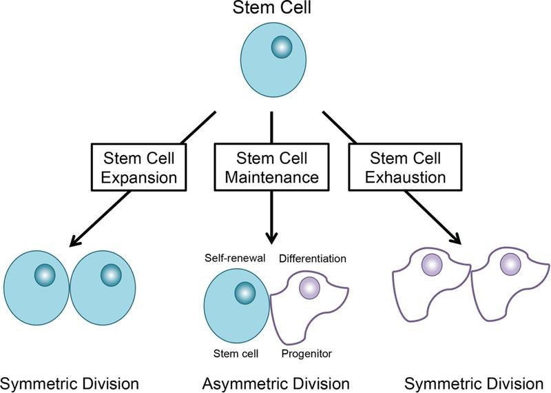 Visual Bab 15: Stem Cell — Adakah Sel Induk Bersifat Immortal?