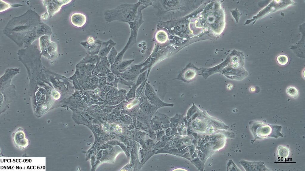 Visual Bab 15: Immortalized Cell Lines — Sel yang Terus Membahagi dalam Makmal