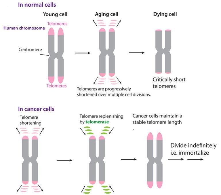 Visual Bab 15: Cellular Immortalization — Apakah yang Berubah pada Sel?