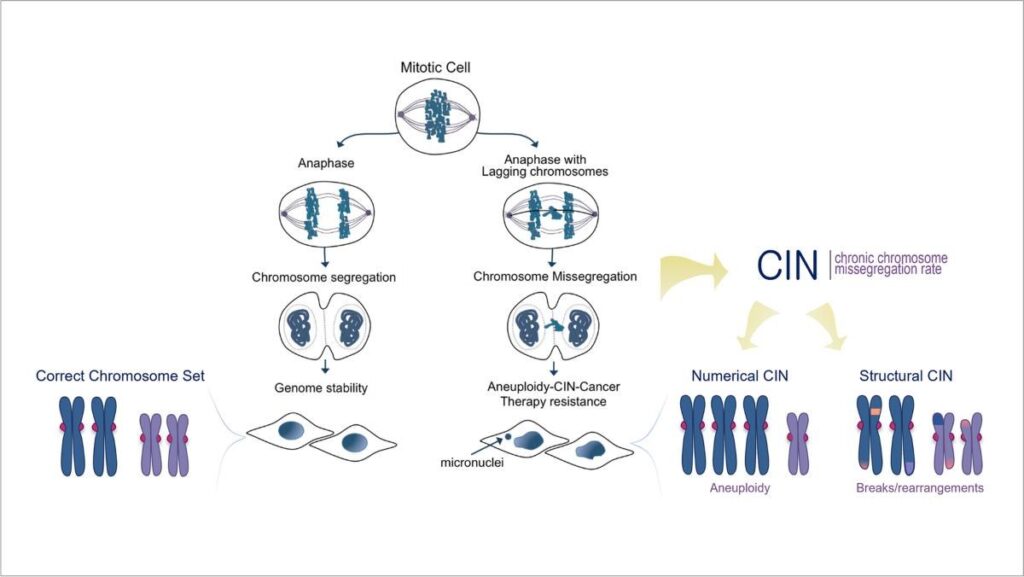 Visual Bab 15: Genomic Stability — Bolehkah Sel Immortal Mengekalkan DNA yang Stabil?