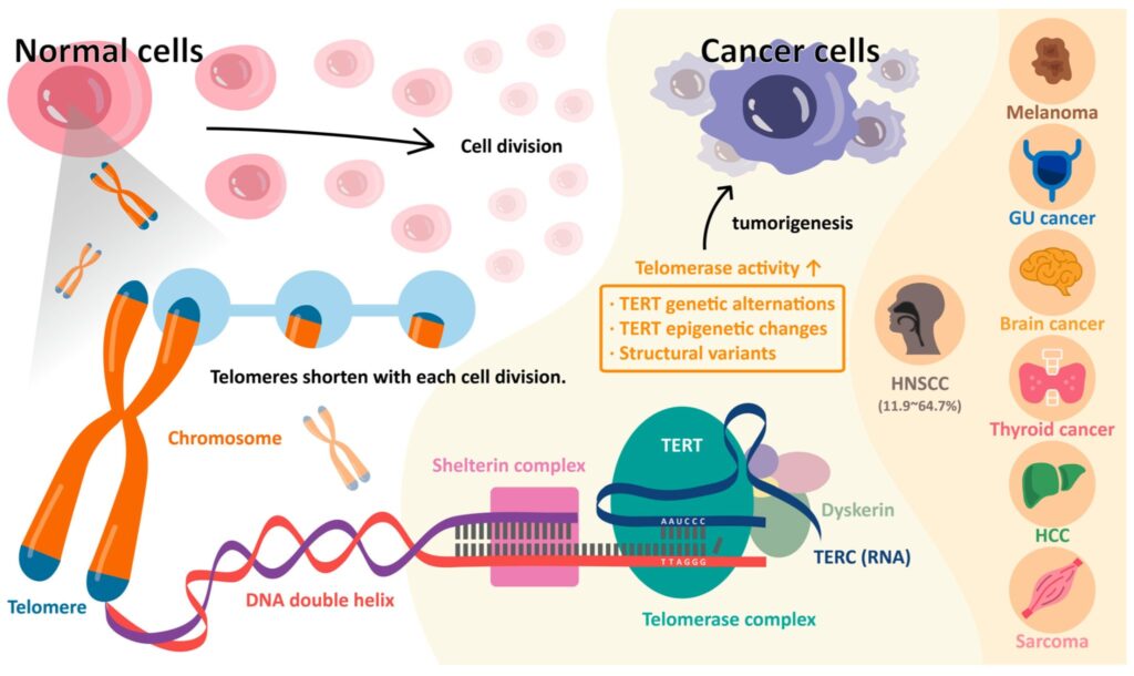 Visual Bab 15: Cellular Immortality dan Kanser — Apakah Hubungannya?