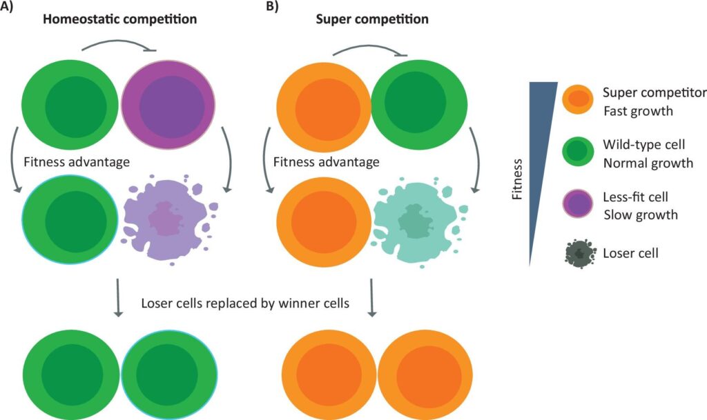Visual Bab 15: Cell Competition — Apabila Sel Immortal Berkongsi Tisu dengan Sel Normal