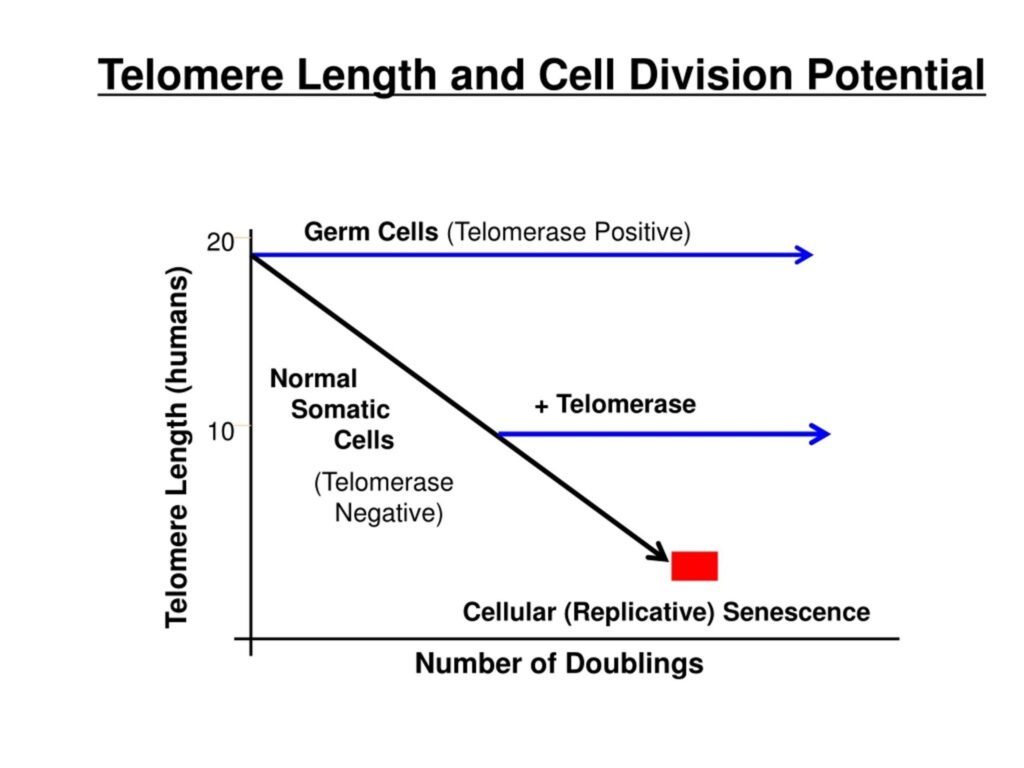 Visual Bab 15: Bagaimana Saintis Membuktikan Cellular Immortality?