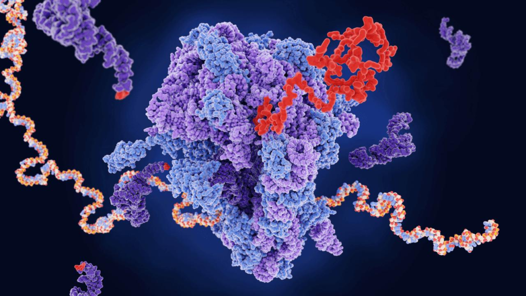 Ilustrasi Bab 16: 10 — HUBUNGAN RNA, PROTEIN DAN PERSAINGAN SEL
